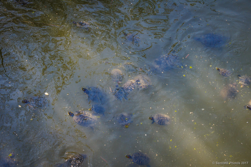 Tortugas invasoras en el Canal de la Bunyola