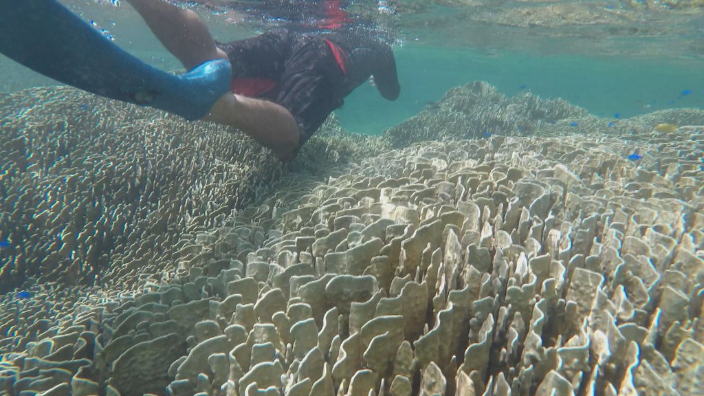 921-2-13 石垣島周遭的珊瑚礁群，和世界各地其他珊瑚礁同樣遭受氣候暖化、海水溫度升高導致的白化危機。