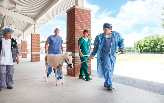 Auburn veterinarians and students walk with the little miniature horse, Pogo.