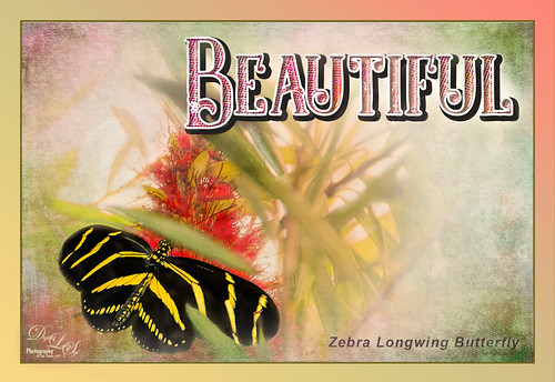 Image of a Zebra Longwing Butterfly postcard