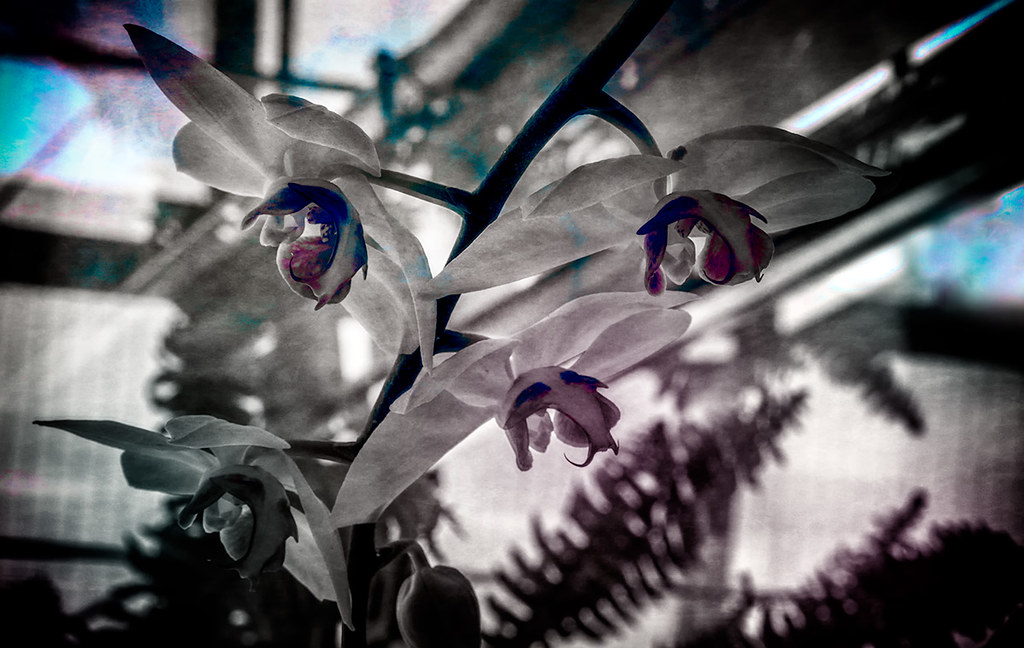 Abstract orchid