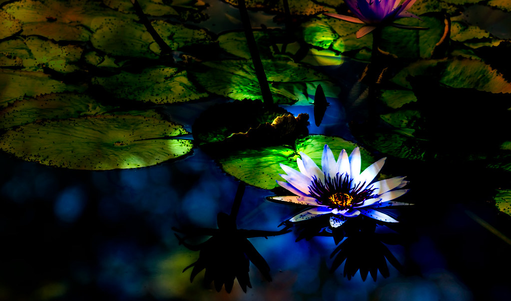 Abstract Water Lily
