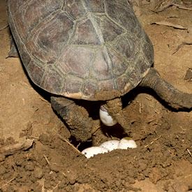產卵的柴棺龜。圖片來源：陳添喜。