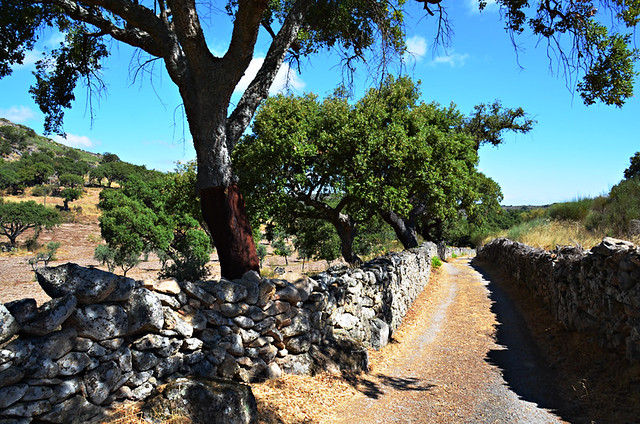 A cork oak tree by a walking path, Alentejo, Portugal