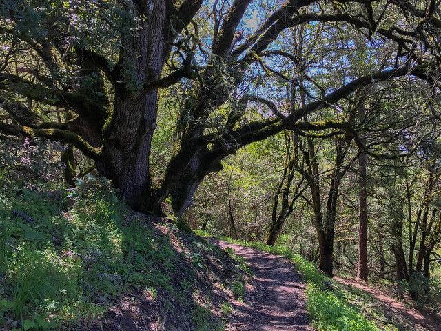 Ancient Oaks Trail (C)