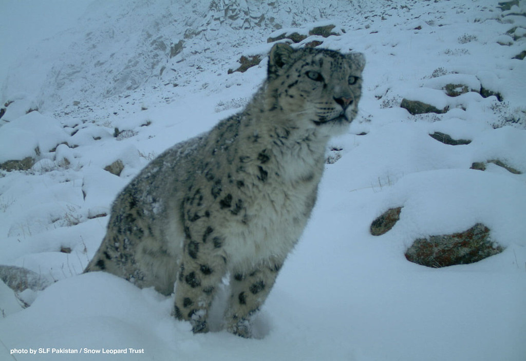 野生雪豹。圖片來源：SLF Pakistan / Snow Leopard Trust