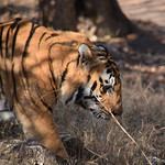 A thumbmnail image of a tiger walking in the wild.