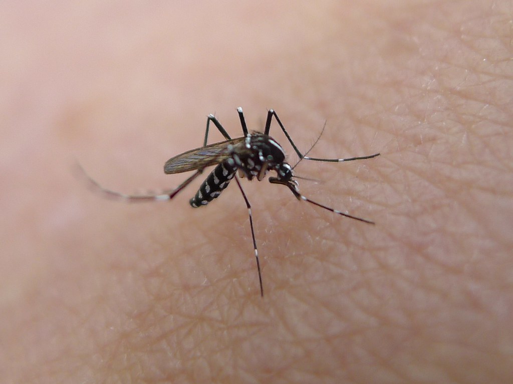 蚊子。John Tann(CC BY 2.0)