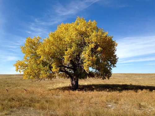 A tree at the Pawnee National Grassland