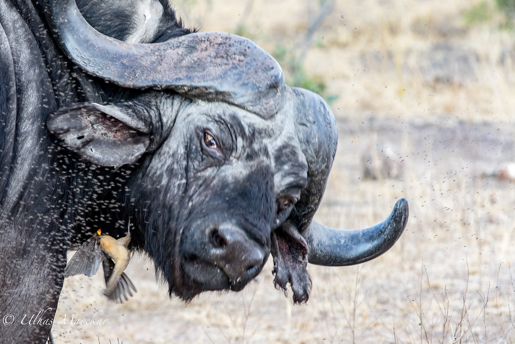 Kết quả hình ảnh cho cape buffalo male"