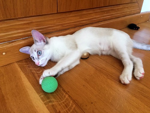 Lolita, gatita Siamesa Tabby preciosa y super buena esterilizada, nacida en Abril´17, en adopción. Valencia. ADOPTADA. 35886222133_3a2e51d0a9