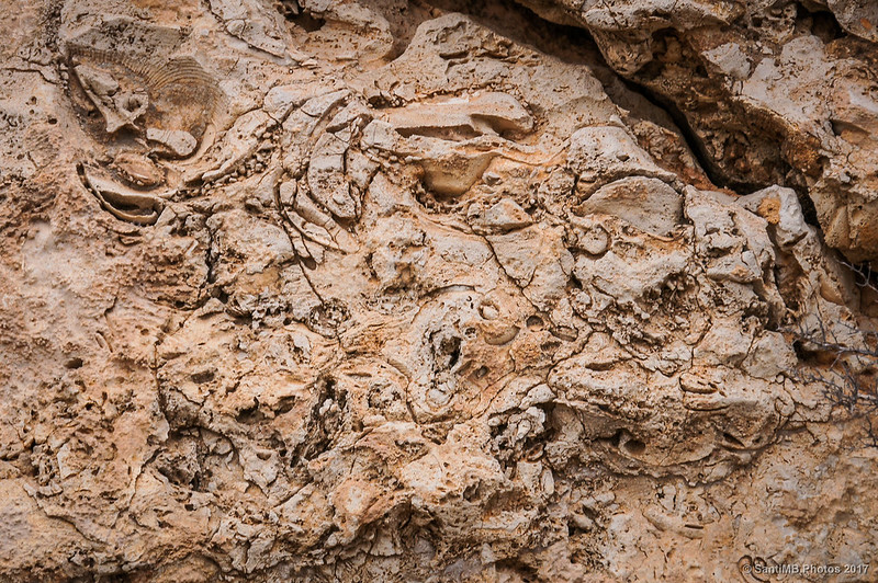 Roca con huecos de conchas de moluscos en la Mesa Roldán
