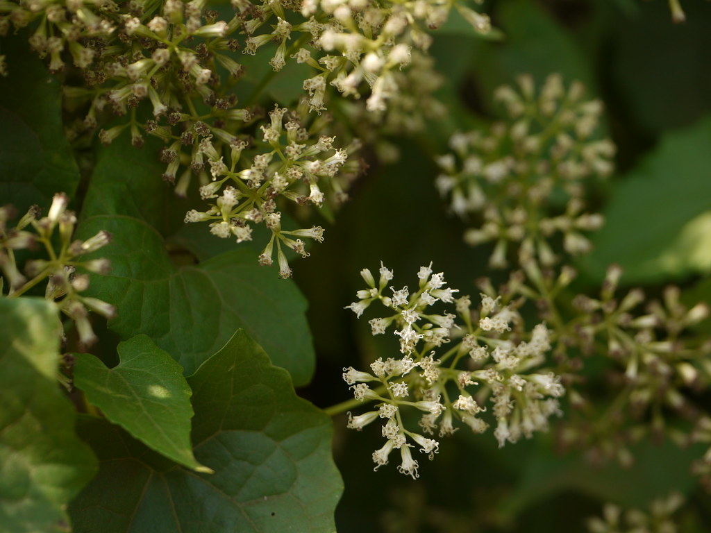 小花蔓澤蘭的花期為每年10月到隔年1月。圖片來源：Dinesh Valke(CC BY-SA 2.0)。