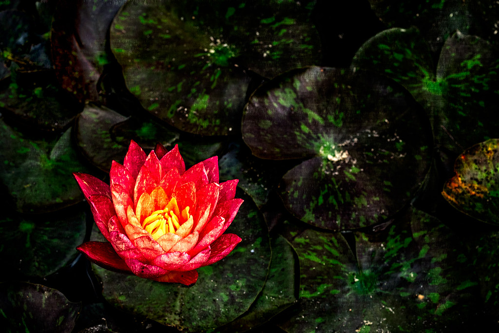 Abstract water lily
