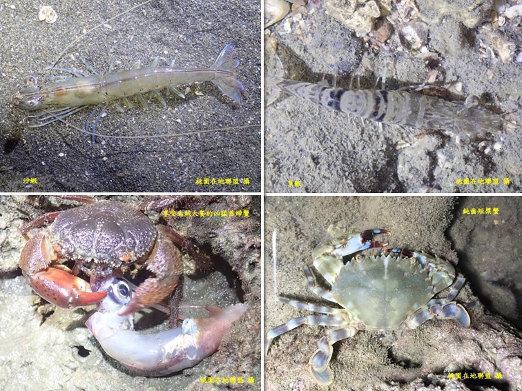 調查時發現的沙蝦、草蝦、盾尺短槳蟹與正在享用大餐的兇猛酋婦蟹（桃園在地聯盟攝）