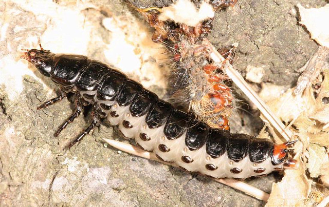 3 larva di Calosoma sycophanta