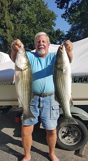 Two striped Bass