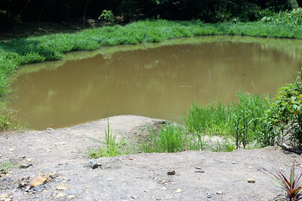 翠湖面積因泥沙淤積，越來越小。攝影/楊孟軒