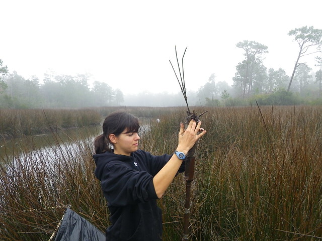 Madeline Wedge takes soil core samples in a marsh area.