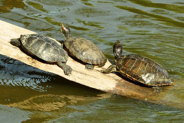 Tiergarten Worms ... Wasserschildkröten suchen ihren Platz an der Sonne ... Foto: Brigitte Stolle, August 2017