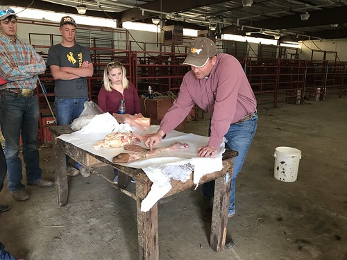 University of Wyoming Extension Livestock Specialist Scott Lake, right, discusses artificial insemination with Pathways to Higher Education students
