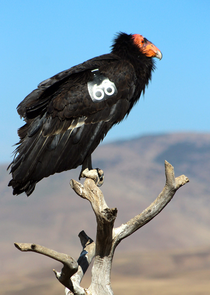 Image result for california condor