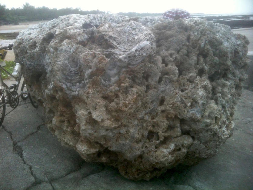 新北市石門區麟山鼻的礁塊，顯示珊瑚(灰色區域)仍為主要礁體建構者，不像桃園藻礁具有多孔隙結構。(陳昭倫拍攝)