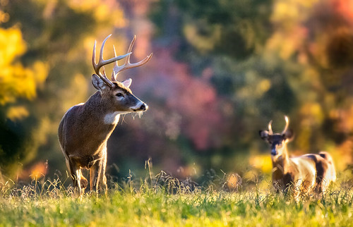 Photo of two bucks in the fall woods, taken by Reinhardt Sahmel