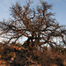 A dead pinon tree reflects the potential combined effects of drought, heat and bark beetles in the Southwest.