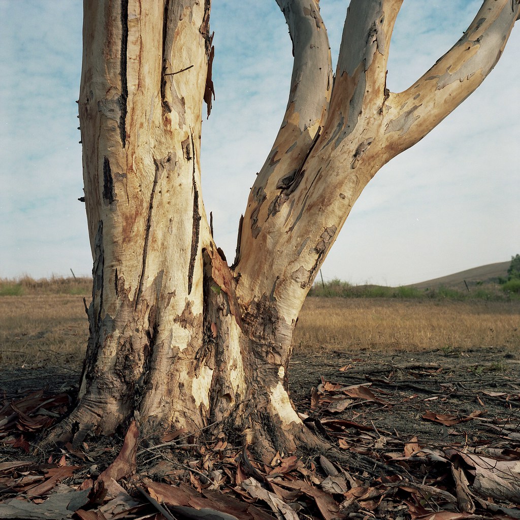 Eucalyptus, shedding | by ADMurr