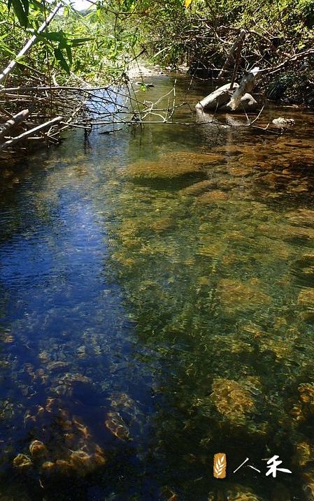 自然河溪中的較深的潭區是旱季的最後庇護所。。圖片來源：人禾基金會。