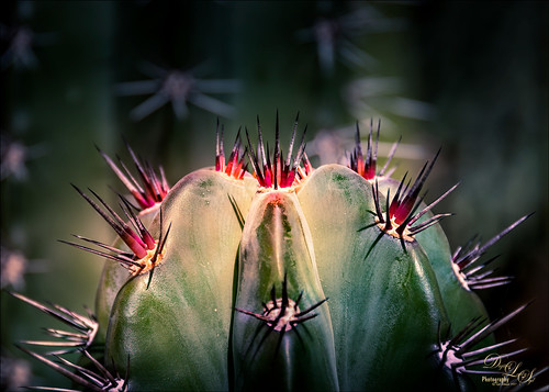 Macro image of a Whisker Cactus