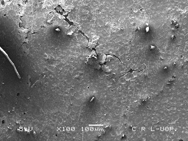電子顯微鏡下可看到塑膠碎片被真菌分解後產生的破洞。圖片來源：Sehroon Khan