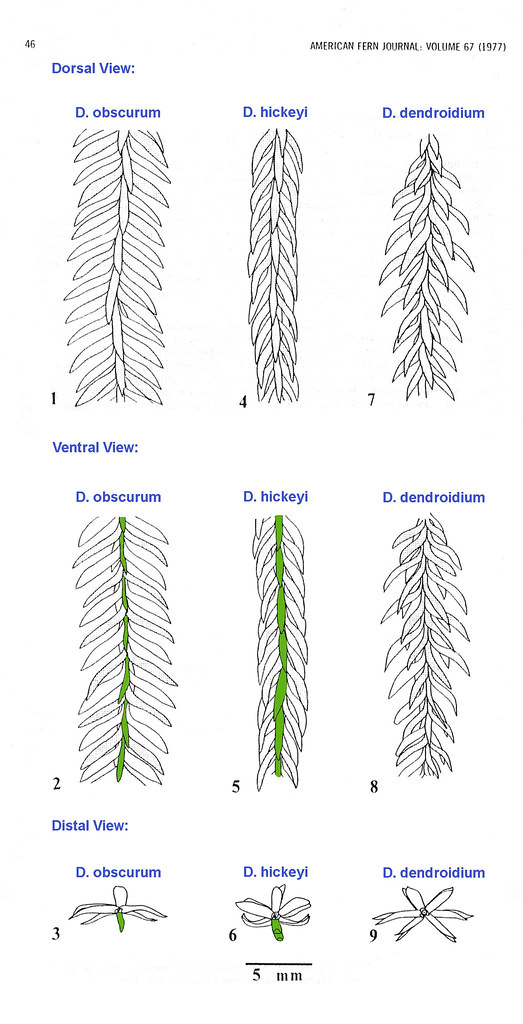 Chart comparing the branches of the Dendrolycopodium complex