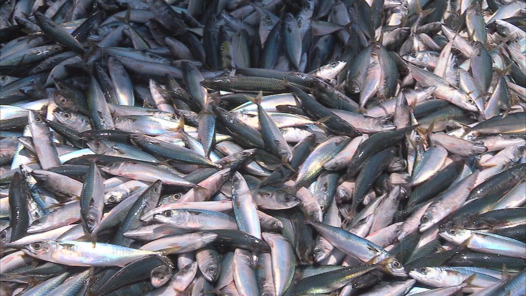 921-1-8 6月禁漁措施實施四年以來，確實減緩鯖魚的生存壓力。不過漁民面臨的困境，並沒有因此解決。