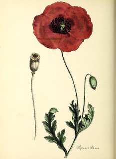 n123_w1150 | Plantæ utiliores :. London :Whittaker & Co.,184… | Flickr