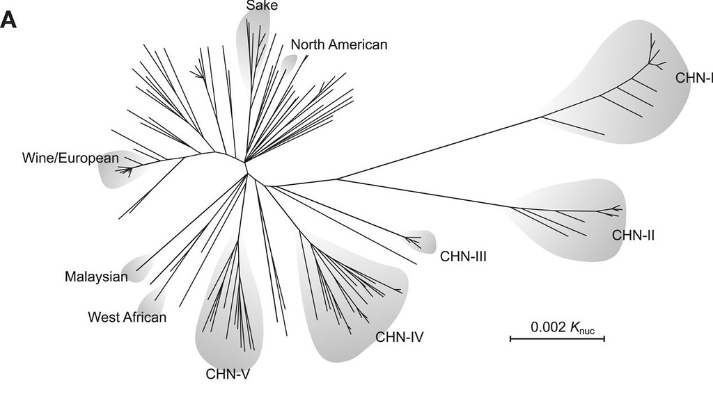 釀酒酵母的演化樹可以看出中國分離出的菌株（CHN-I 到V）跟全世界其它地方分離出的菌株基因差異很大