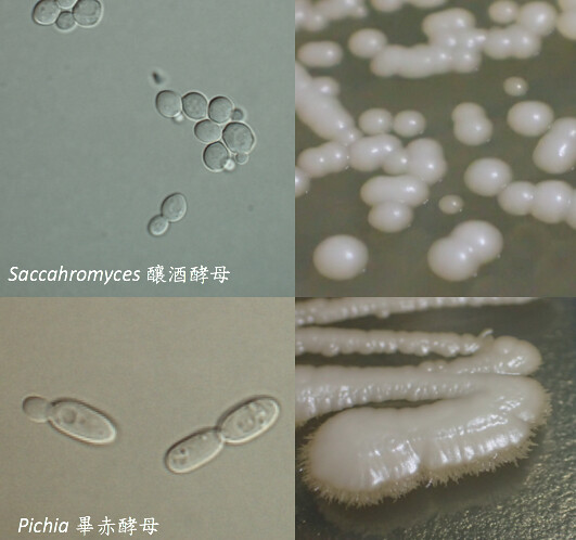 酵母菌。圖片來源：李佳燁。