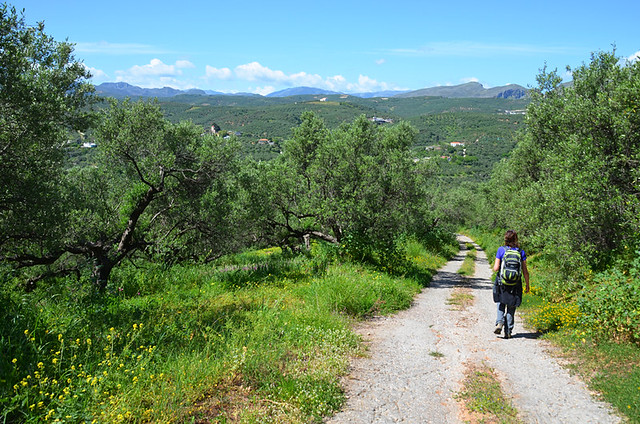 Walking between olive groves, Crete