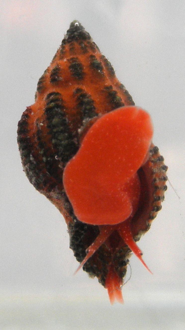 Frontal view of Ocinebrina aciculata