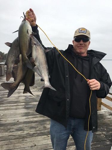 Photo of Angler holding up a nice stringer of upper bay catfish