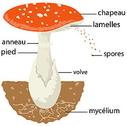 Structure du champignon