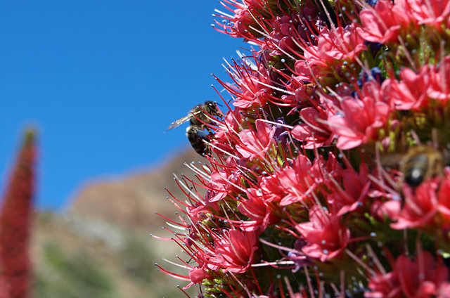 Bee on tajinaste, Teide National Park, Tenerife