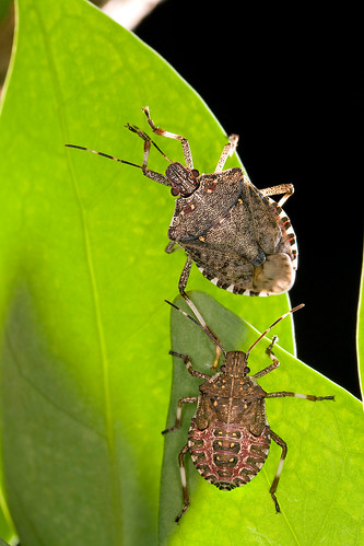 Stink bugs on a plant