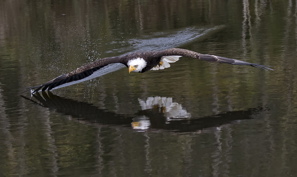 Image result for eagle flying water reflection