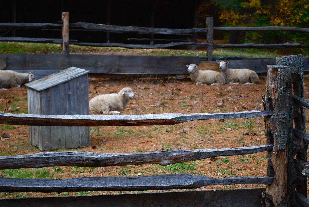在護欄裡的羊。圖片來源：Laura LaRose (CC BY 2.0)。