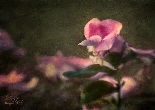 Image of a little pink Vinca flower