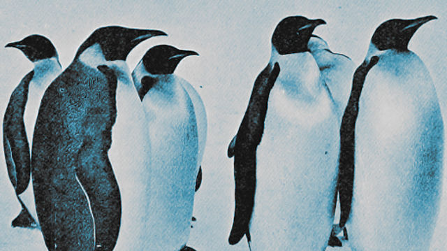 linux-penguins