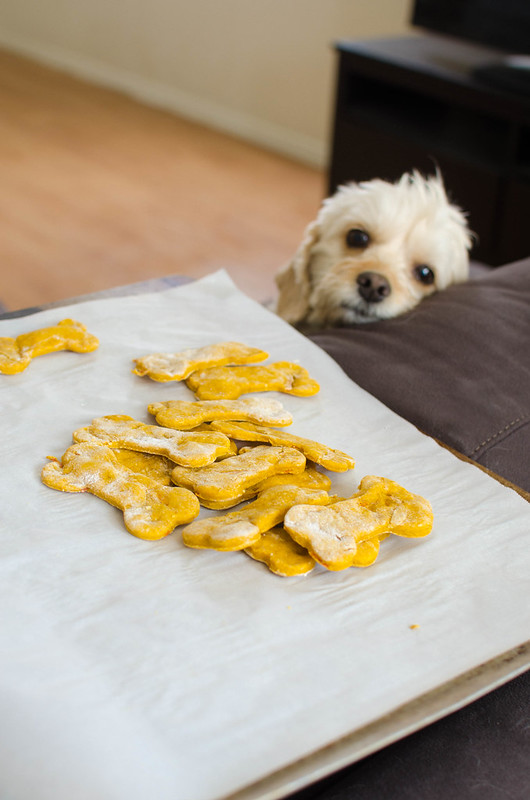 Pumpkin Carrot Dog Treats - homemade dog treats made with pumpkin puree and shredded carrots. Your pup is going to love these!