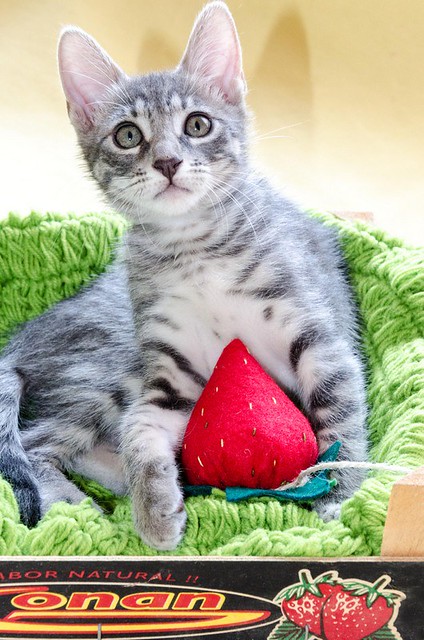 Benny, gatito Azul Ruso Tabby muy guapo y bueno, nacido en Julio´17, en adopción. Valencia. ADOPTADO. 36571594563_5732287fdc_z